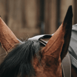Kentucky Horsewear Regendecke Hurricane L grau