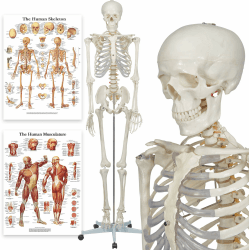 Elementary Anatomy Skelett - Buddy the Budget Skeleton - Menschliches Skelett Anatomisches Modell - Lebensgröße 175 cm– inkl. zwei Lehrtafeln - Schulungsmaterialien - Halloween Klassik-Skelett Single