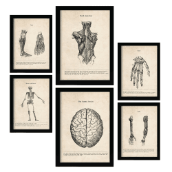 Nacnic Gliedmaßen und Gehirn Postern. Medizinische Illustrationen im Vintage Stil von Anatomie, Körperteilen, Knochen und Muskeln. Innenarchitektur und Dekoration. A4 & A3. A4 & A3 Gliedmaßen und Gehirn