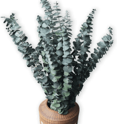 10 Pack Natürliche Getrocknete Eukalyptus 17 Zoll/45cm konserviert frische Eukalyptus-Zweige Greenery Pflanzen für natürliche Aromatherapie zu Ihrer Dusche für Blumenarrangements Hochzeit Home Decor Grün