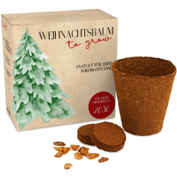 Weihnachtsbaum Anzuchtset als Adventskalender Füllung - Mini Geschenk als Idee für den Adventskalender für Frauen und Männer - Nordmann-Tanne zum selber Pflanzen