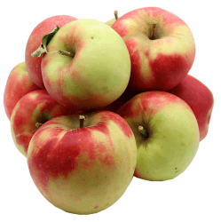 Bleichhof Äpfel Elstar - saftige fein-säuerliche Sorte, aus der Pfalz (10kg) Neue Ernte 10.0 Kilogramm