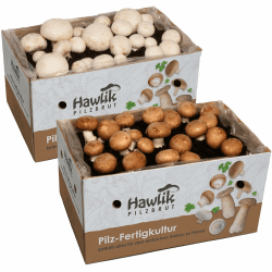 Hawlik Pilzbrut - 2x Champignon Pilzkulturen Zuchtbox - Pilze züchten für Anfänger - Pilzzuchtset klein - Pilzkultur Steinchampignons & weiße Champignons