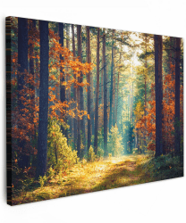 MuchoWow© Leinwand Bilder 80x60 cm Wanddeko Wohnzimmer Aesthetic Room Decor Deko Zimmer Wandbilder Modern Fotogeschenke Wald - Sonne - Natur - Herbst Waldweg 60L x 80B cm