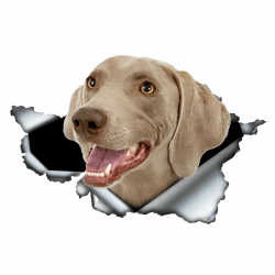 Autoaufkleber Weimaraner Aufkleber 18cm(7.1 Inch) Weimaraner Car Sticker Lustig 3D Zerrissen Autoaufkleber Weimaraner Reflektierende Aufkleber Stoßstange Personalisieren Wasserdichte Lustig Dekor 18cm(7.08Inch)