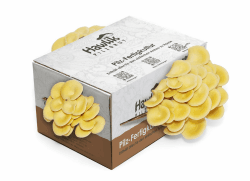 Hawlik Pilzbrut | Limonenpilzkultur klein ca. 3kg I Zitronenseitlinge züchten I ohne Vorkenntnisse I kinderleichtes Zuchtset für Zuhause I frische Limonen-Pilze (klein)