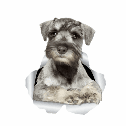 Autoaufkleber Standard-Schnauzer Aufkleber 18cm(7.1 Inch) Standard-Schnauzer Car Sticker Lustig 3D Zerrissen Autoaufkleber Personalisieren Standard-Schnauzer Reflektierende Aufkleber Stoßstange Dekor 18cm(7.08Inch)