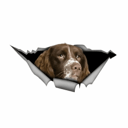 Autoaufkleber 22cm(8.7 Inch) Springer Spaniel Aufkleber 3D Zerrissen Autoaufkleber Braun Springer Spaniel Reflektierende Auto Aufkleber Springer Spaniel Car Sticker Lustig Haustier Hund Aufkleber 22cm(8.66Inch)