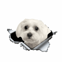 Autoaufkleber 25cm(9.8 Inch) Malteser Aufkleber Lustig Malteser Car Sticker Haustier Hund Wasserdichte Aufkleber 3D Zerrissen Metall Reflektierende Aufkleber Dekorative 25cm(9.84Inch)