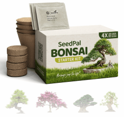 SeedPal Easy Bonsai Starter Kit - Bonsai Anzucht Set 4 versch. Bonsai Samen - Züchte deinen wunderschönen Bonsai Baum - Geschenkset/Pflanzset inkl. Anleitung & Zubehör