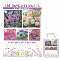 Blumenzwiebeln in Geschenkverpackung - Zwiebeln, Knollen verschiedener winterharter Pflanzen für Garten und Balkon - bunt, mehrjährig, für Topf und Beet (Pot & Patio Specials 50St.)