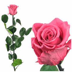 Ewige Rose 50cm, Konservierte Rose mit Stiel Gypsy Rose - Rote Rosen, gefriergetrocknet, haltbare Rosen, Heiratsantrag Deko, infinity rosen, Rose Rot Rose künstlich Ewig blühende Rose (Dunkel Rosa)