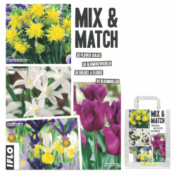 Blumenzwiebeln in Geschenkverpackung - Zwiebeln, Knollen verschiedener winterharter Pflanzen für Garten und Balkon - bunt, mehrjährig, für Topf und Beet (Mix & Match Gelb -Violett 50St.)