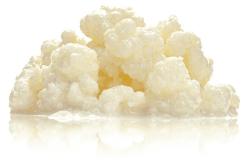 Milchkefir aus BIO-Milch Milchkefir 8 g (1er Pack)
