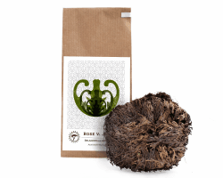YAKEBA | Rose von Jericho | Mittel | Selaginella lepidophylla | Papiertüte | Perfekt als Deko oder als Terrarium/Flaschengarten Zubehör | Pflanze ins Glas und schon wird sie grün…