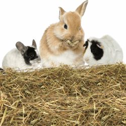 Nobleza - (2.5kg) Kaninchen Wiesenhe, Hauptfutter für Hasen mit Gemüse, Natürliches Nagerfutterlebenswichtigen, Futter für Meerschweinchen, Vitaminen und Mineralien