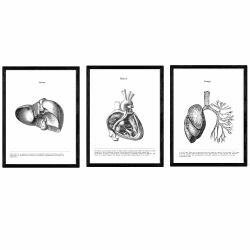 Nacnic Anatomie Poster 3er-Set. Vintage Stil Wanddekoration Abbildung von Leber Herz Lunge und andere Körperteile. Verschiedene menschliche Körper und Anatomie Bilder ohne Rahmen. Größe A3.