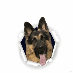 Autoaufkleber 25Cm Deutscher Schäferhund Aufkleber German Shepherd Car Stickers Haustier Hund Zerrissenes Aufkleber Wasserfester Reflektierende Autoaufkleber Stoßstange Heckscheibe Dekor D2005#