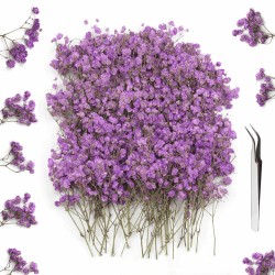 GZGXKJ 120St Getrocknetes Schleierkraut Lila Trockenblumen zum Basteln Getrocknete Blumen Gepresst Kleine Trockenblumen Geeignet für Kunstharz, Lesezeichen, Grußkarten, Bastelarbeiten