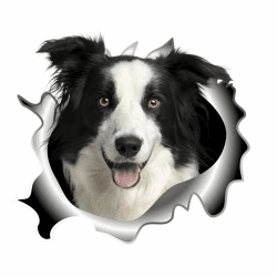Autoaufkleber 22cm(8.7 Inch) Border Collie Aufkleber 3D Zerrissen Reflektierende Auto Aufkleber Lustig Border Collie Car Sticker Haustier Hund Wasserdichte Aufkleber Stoßstange Sticker Lustig Dekor