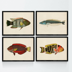 Nacnic Bunte Fische Plakate 4-er Set. Vintage Stil Rot, Grün und Blau Fische Posters mit Altpapier Hintergrund. Größe A3, ohne Rahmen.