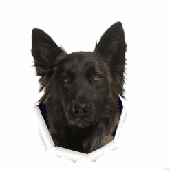 Autoaufkleber 15Cm Deutscher Schäferhund Aufkleber German Shepherd Car Stickers Haustier Hund Zerrissenes Aufkleber Reflektierende Wasserfester Auto Aufkleber Auto Stoßstange Kofferraum Dekor D013#