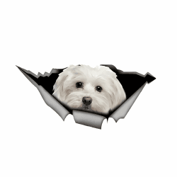 Autoaufkleber 25cm(9.8 Inch) Malteser Aufkleber Lustig Maltese Car Sticker Haustier Hund Wasserdichte Aufkleber 3D Zerrissen Metall Reflektierende Aufkleber Stoßstange Dekor Aufkleber