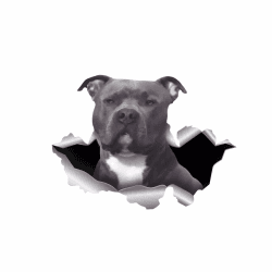 Autoaufkleber Pit Bull Terrier 18cm Sticker 🐶🚗
