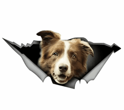 🚗🐶 Autoaufkleber 22cm Border Collie Lustig 3D Zerrissen Reflektierend Wasserdicht Stoßstange Sticker Dekor