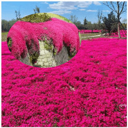 Rote Kriech-Thymian Samen - Mehrjährige, Winterharte Bodendecker-Pflanze 🌿🌸🍃