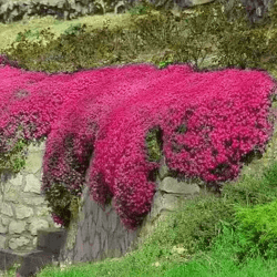 🌺 Rote Kriech-Thymian Samen - Mehrjährige Bodendecker-Pflanze 🌿