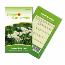 Gänseblümchen Einfach weiß Samen - Bellis perennis - Gänseblümchensamen - Blumensamen - Saatgut für 300 Pflanzen 🌼