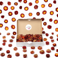 Getrocknete Strohblumen Trockenblumen in Rot Orange 🌸🌈💐🌹 - Frühlingsdeko und Tischdekoration