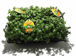 🌿 6 x Golliwoog - Futterpflanze für Bartagamen, Vögel, Meerschweinchen, Kaninchen 🌿