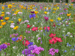 Blumenwiese mit 65 Wildkräuterarten - Bienenweide und Blühwiese für Insekten 🌼