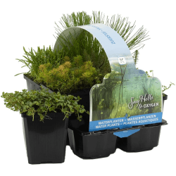 🌿🌺 6er Set Sauerstoff Teichpflanzen Wasserpflanzen Miniteich 🌊 Zone 5 🌿 Winterhart 🌨️ Höhe 15-25 cm 🌱 Topf 9 cm