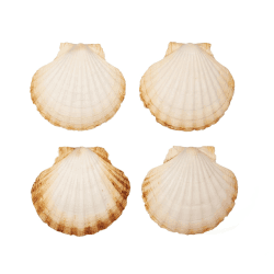 Große Natürliche Muschelschalen Jakobsmuscheln Muscheln 10x11 cm (4er Pack)