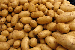 🥔 Heidesand Pflanzkartoffel BELANA 5Kg - Festkochend Früh 🌱