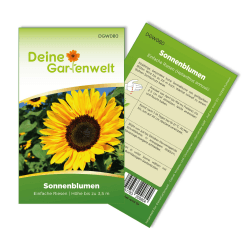 Sonnenblumen Einfache Riesen Samen - Helianthus annuus - Sonnenblumensamen