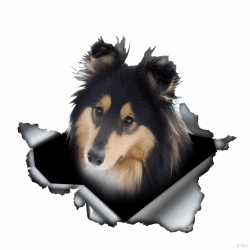 Autoaufkleber 25cm Braun Collie Rough 3D Zerrissen Lustig Reflektierend Wasserdicht