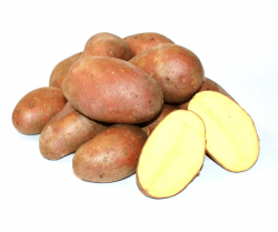 🥔🌱 Frische Laura Kartoffeln direkt vom Bauern! 🛒🥔