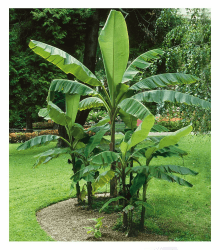 🌿🍌 BALDUR Garten Winterharte Bananen 'grün', 1 Pflanze 🍌🌿