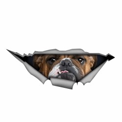 Autoaufkleber 22cm(8.7 Zoll) Bulldogge Aufkleber 🐶😊