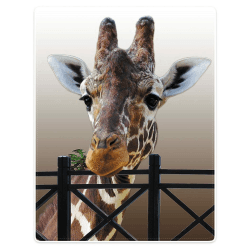 🦒 Zomer Decke Flauschig Kuscheldecke Bedruckt mit Giraffe Motiv, Grau, 150x200 cm 🛋️