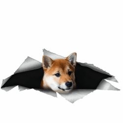 🚗🐕 Autoaufkleber Shiba Inu 15cm 3D Zerrissen Reflektierende Wasserdichte Haustier Hund Lustig Aufkleber