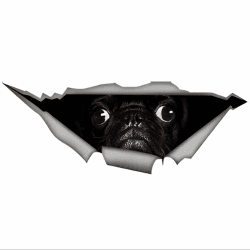 Autoaufkleber 25cm Mops Aufkleber Black Pug Car Sticker