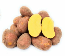 🥔🌟 Laura Kartoffeln aus Norddeutschland - Vorwiegend festkochend (2,5 Kg)