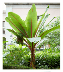 🍌🌿 BALDUR Garten Winterharte Bananen Pflanze 'rot' 🌱🍌