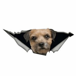 Border Terrier Autoaufkleber - Lustige Haustier-Aufkleber 3D Design