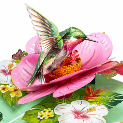 3D Pop Up Kolibri und Blumen Karte - Überraschungseffekt und Premium Materialien
